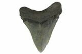 3.70" Fossil Megalodon Tooth - South Carolina - #130807-1